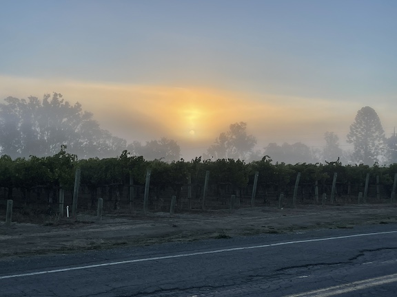 Morning fog in Napa Valley