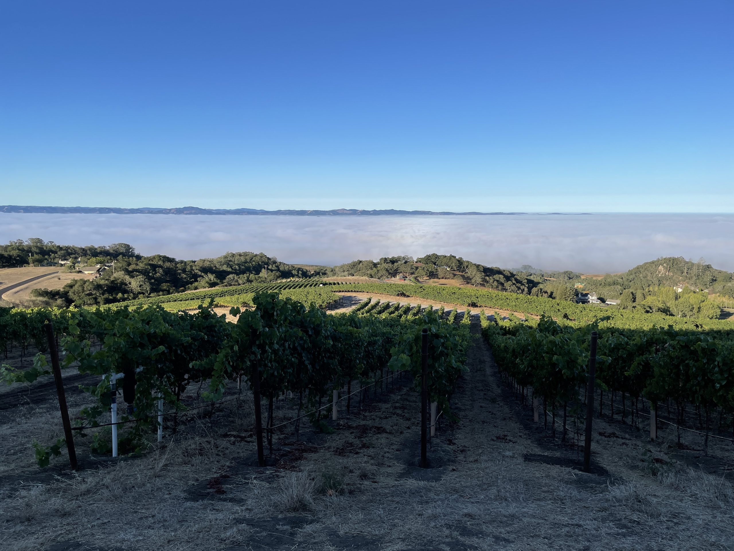 Hilltop above the Fog in the Valley* Hilltop above the Fog in the Valley*